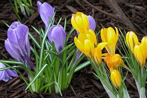 Flowering bulbs to plant in spring