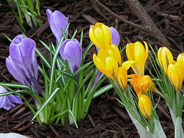 Flowering bulbs to plant in spring