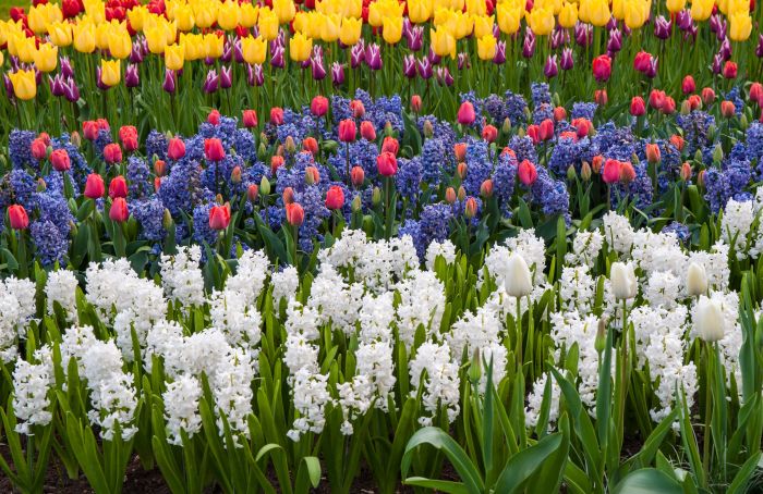 Flowering bulbs to plant in spring